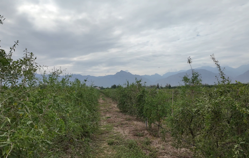 贺兰山下枸杞红：千年 “红宝” 结出产业振兴硕果