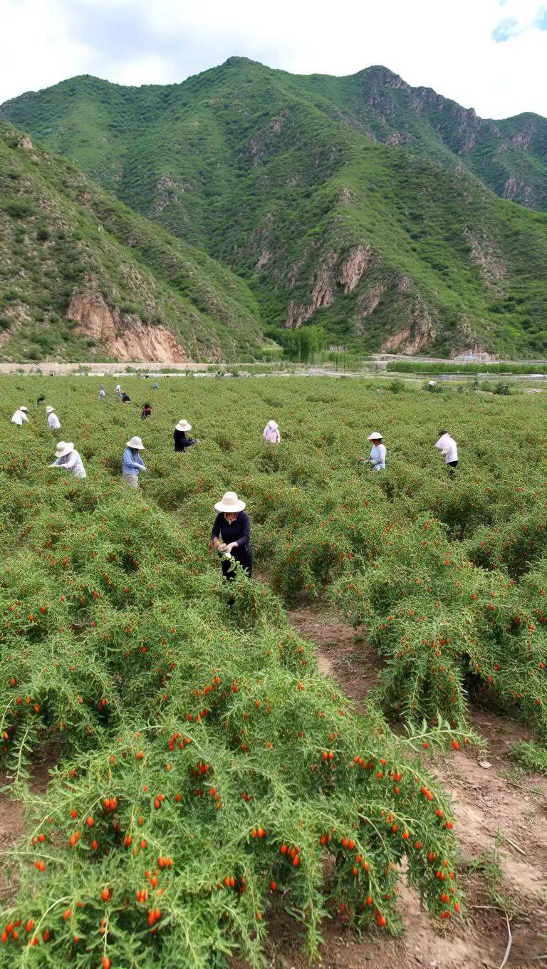 枸杞最好的品牌
