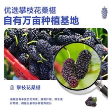 桑椹黑枸杞泡水喝?