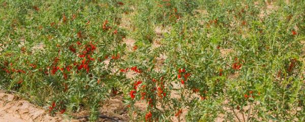 枸杞的市场需求