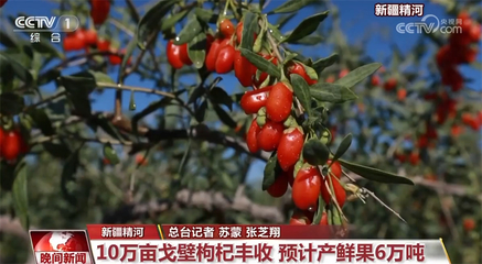 枸杞今年价格趋势