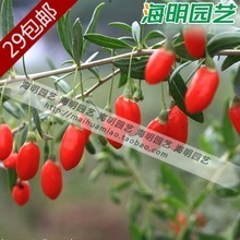 枸杞子最新价格行情走势图