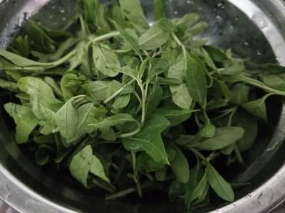枸杞芽是寒性的吗还是热性