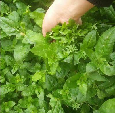 枸杞叶做茶的方法