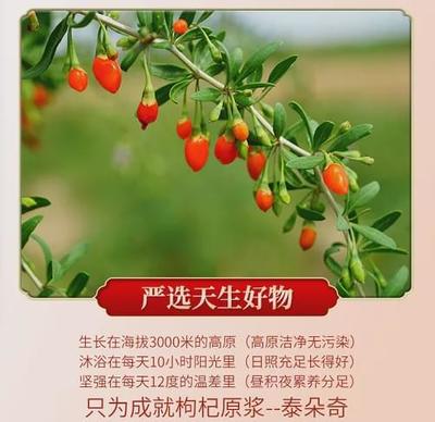 墨小吉枸杞原浆有用吗