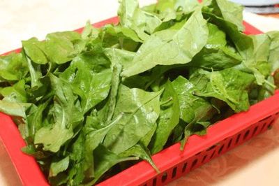 枸杞叶是凉性的嘛